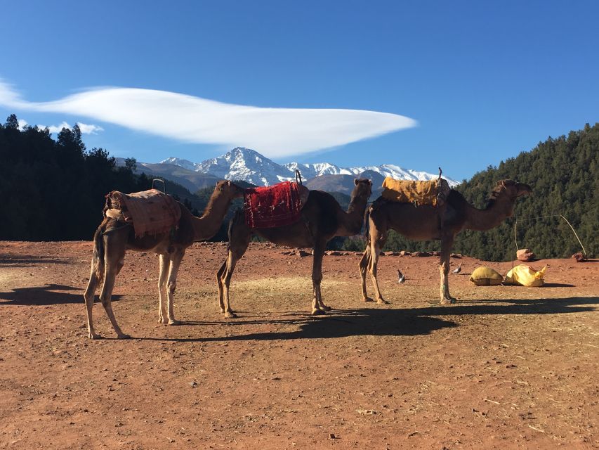 Marrakech: Ourika Valley & Atlas Mountains Half-Day Trip - Optional 30-minute walk and tea by the river: the calm payoff