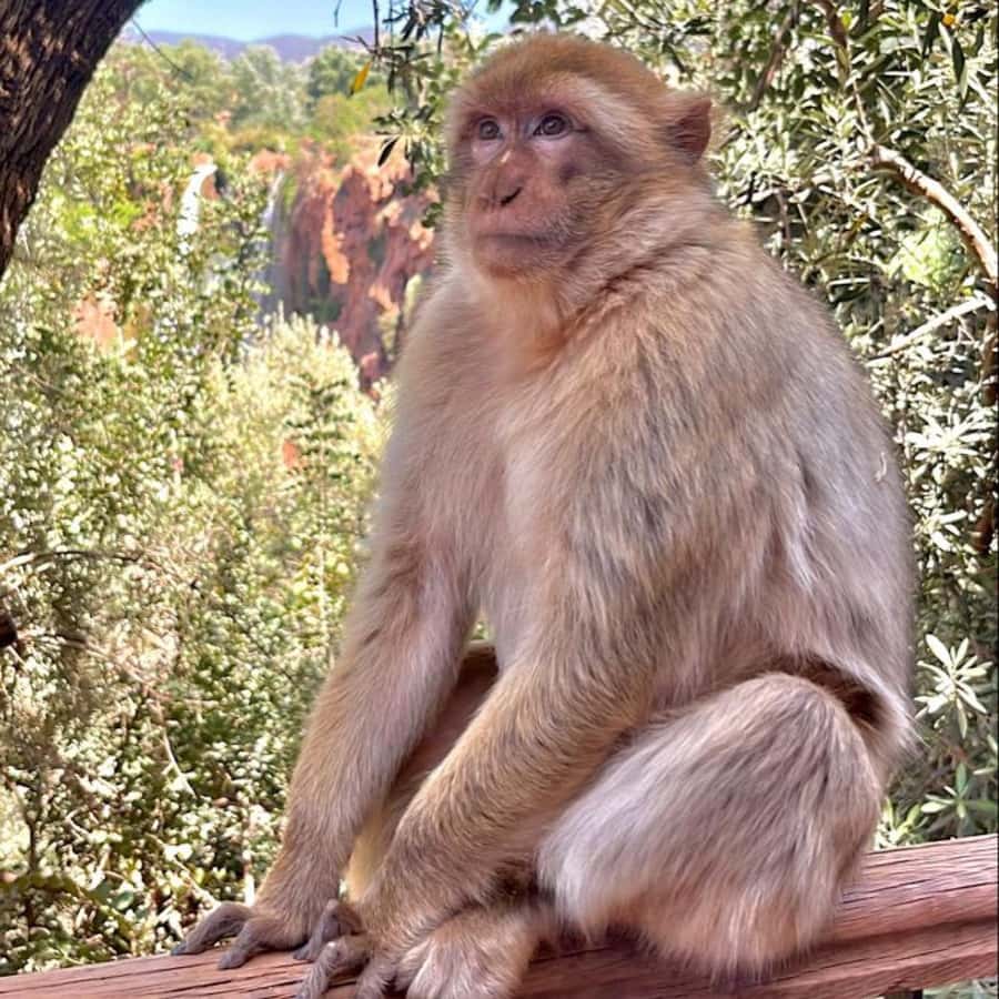 Marrakech: ourika valley lunch & guided hike to waterfalls - The guided hike to Setti Fatma: how to judge the effort