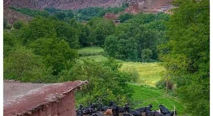 Marrakech: ourika valley lunch & guided hike to waterfalls - Berber culture and tea moments: what you learn beyond the photos