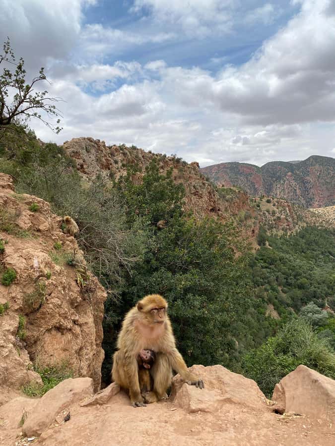 Marrakech : Ouzoud Waterfalls & Guided Tour & Boat Ride - Boat ride time: get closer to the falls without turning it into a pure hike day
