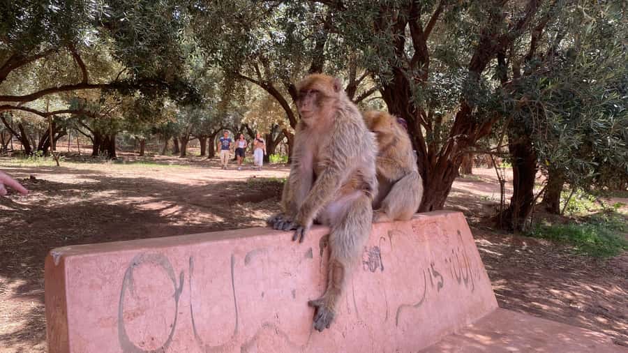 Marrakech: Ouzoud Waterfalls Trip, Guided Hike & Boat Option - Monkeys in the High Atlas, Feeding Rules, and Keeping Control