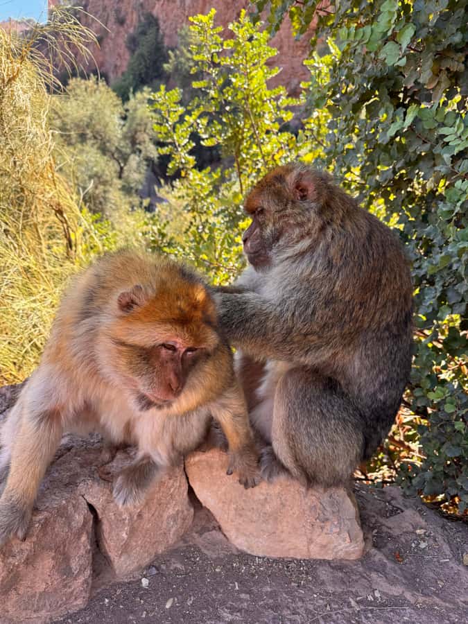 Marrakech: Ouzoud Waterfalls Trip, Guided Hike & Boat Option - Drive Back to Marrakech and How to End the Day Well