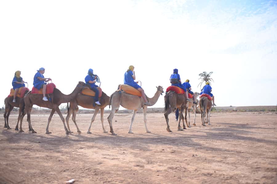 Marrakech: pack quad and camel ride in the palm grove - Key highlights you should care about
