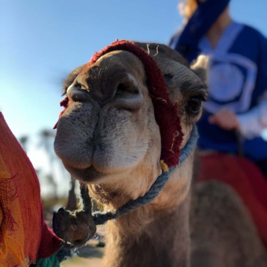 Marrakech palm grove: Sunset camel ride - Key Things I’d Focus on