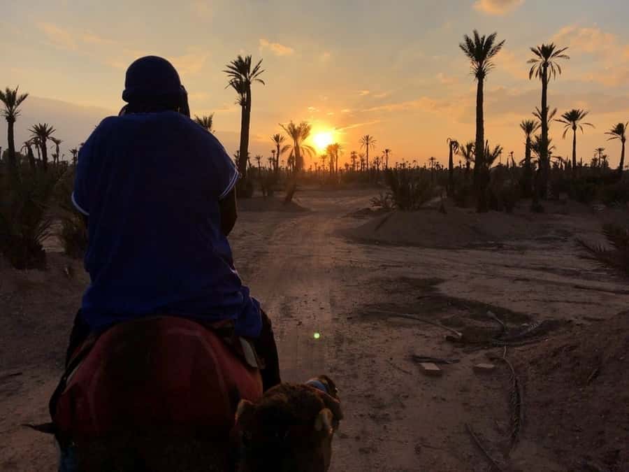 Marrakech palm grove: Sunset camel ride - Marrakech Palmeraie at Golden Hour, and Why a Camel Changes Everything