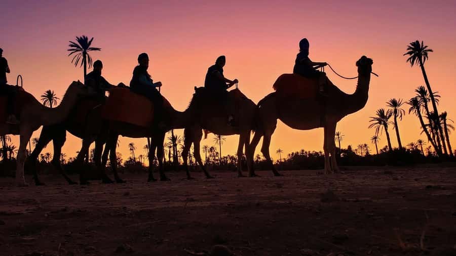 Marrakech palm grove: Sunset camel ride - The Palm Grove Ride: What 30 Minutes Feels Like (and What to Prep)