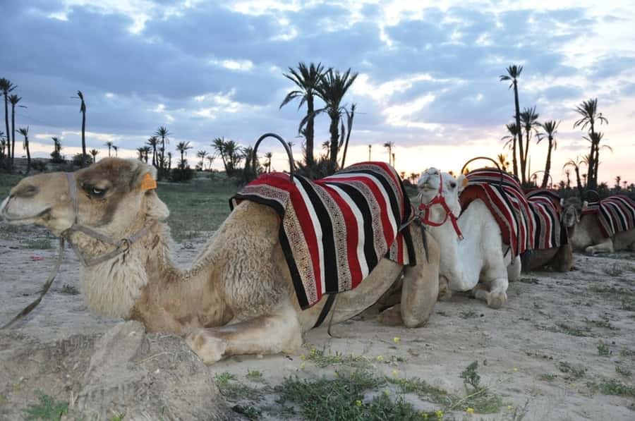 Marrakech palm grove: Sunset camel ride - The Berber House Break: Mint Tea, Bread, Olives, and a Human Moment