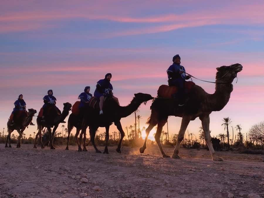 Marrakech palm grove: Sunset camel ride - How Pickup, Outfit, and Camel Basics Set the Tone