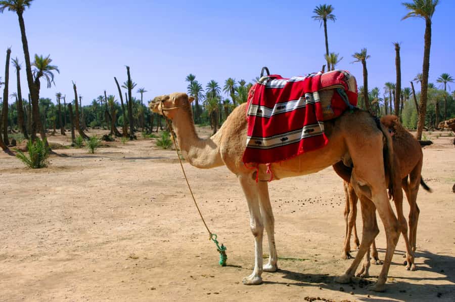 Marrakech Palmeraie 3-Hour Camel Ride - Key things to know before you ride