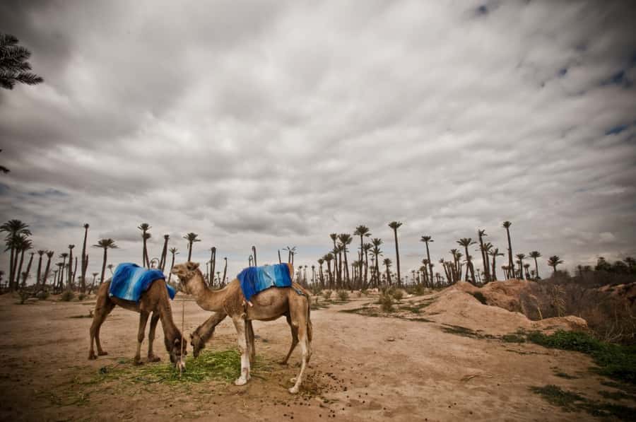 Marrakech Palmeraie 3-Hour Camel Ride - From your hotel to the Palmeraie, expect a short city-to-desert transition