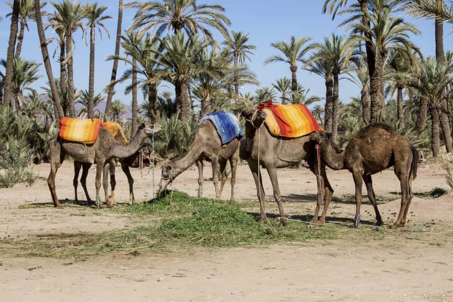 Marrakech Palmeraie 3-Hour Camel Ride - The chech and gandora moment, why it is more than a costume