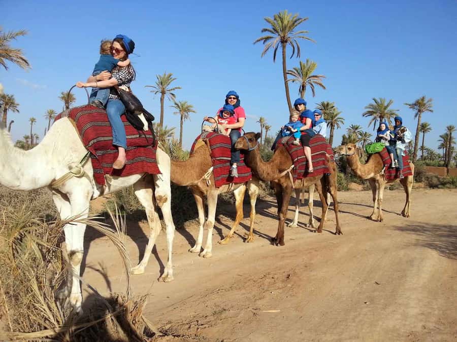 Marrakech Palmeraie: Camel Ride at Sunset - Palmeraie at sunset, why it works so well
