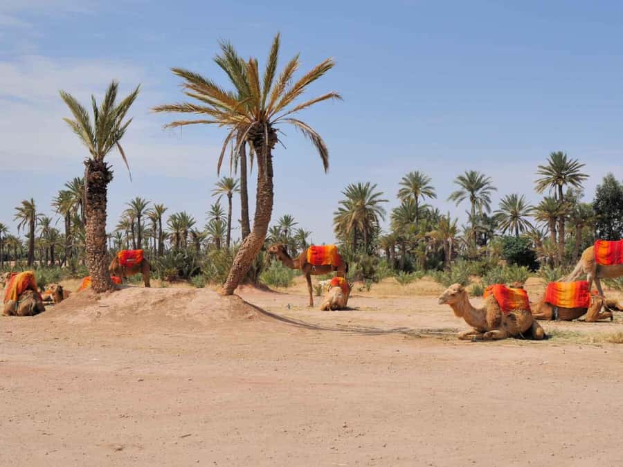 Marrakech Palmeraie: Camel Ride at Sunset - The camel ride itself, from palms to a mini-desert feel