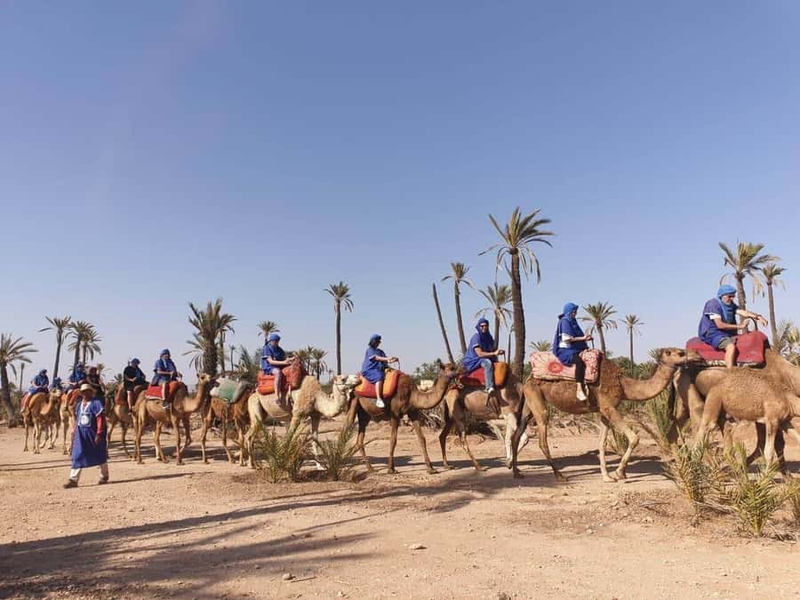 Marrakech Palmeraie: Camel Ride at Sunset - Price and value: where your $20 goes