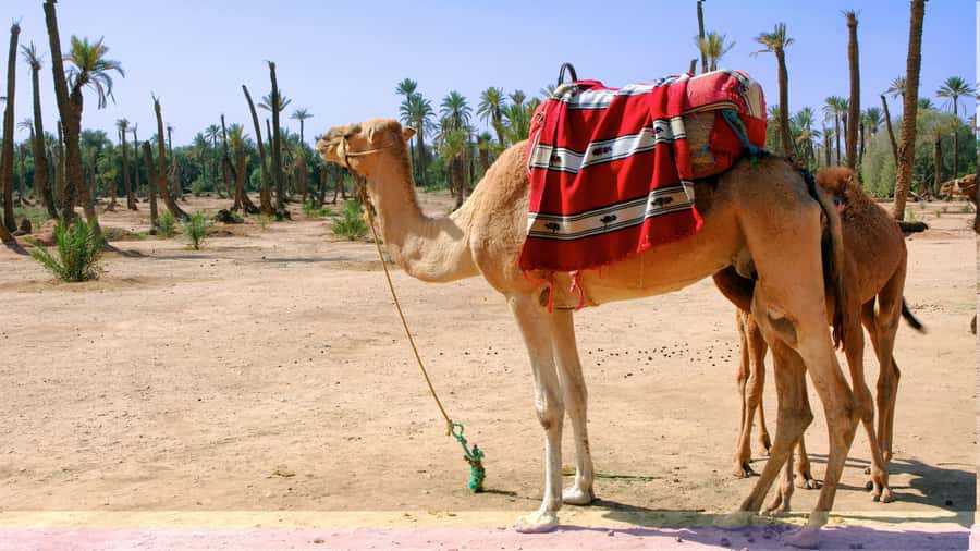 Marrakech Palmeraie: Camel Ride & Quad Bike Experience - What to wear and bring for comfort