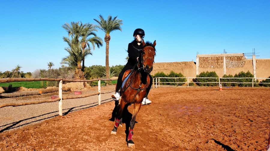 Marrakech: Private Horseback Tour in the Palm Grove with Tea - Key highlights worth your attention