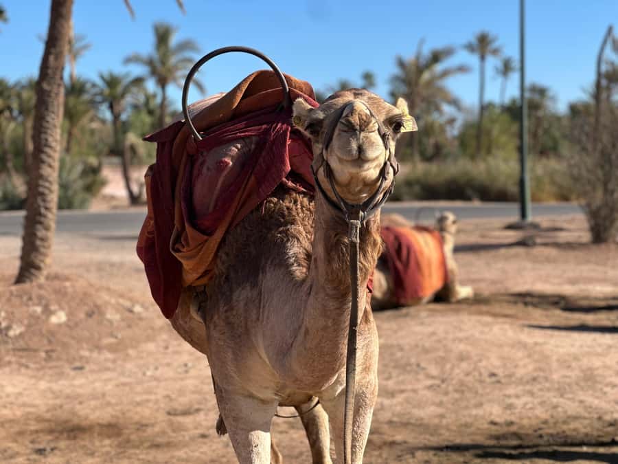Marrakech: Quad Bike excursion at the sunset with Tea Break - Safety Briefing and Protective Gear You Actually Need