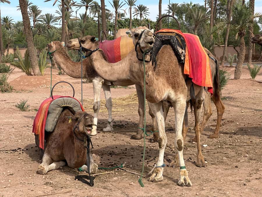 Marrakech: Quad Bike excursion at the sunset with Tea Break - Tea Break in the Jbilet Desert: A Real Cultural Stop, Not a Random Stop
