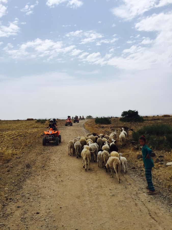 Marrakech: Quad Tour in Jbilets Desert with Palm Grove - Price and value: what $17 buys, and what changes if you want your own quad
