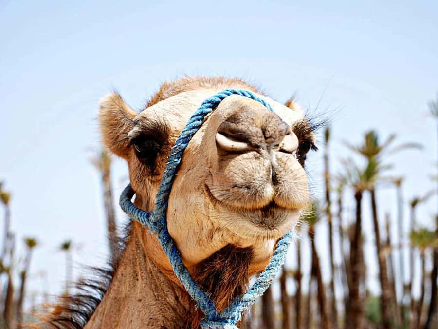 Marrakech: Sunset Camel Ride in Palmeraie - Getting on the camel: dress up, sheish, and real guidance