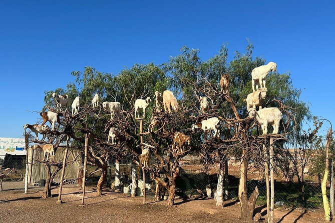 Marrakech to Essaouira / Small group day tour To Essaouira - Getting Back to Marrakech: When Timing Meets Real Life