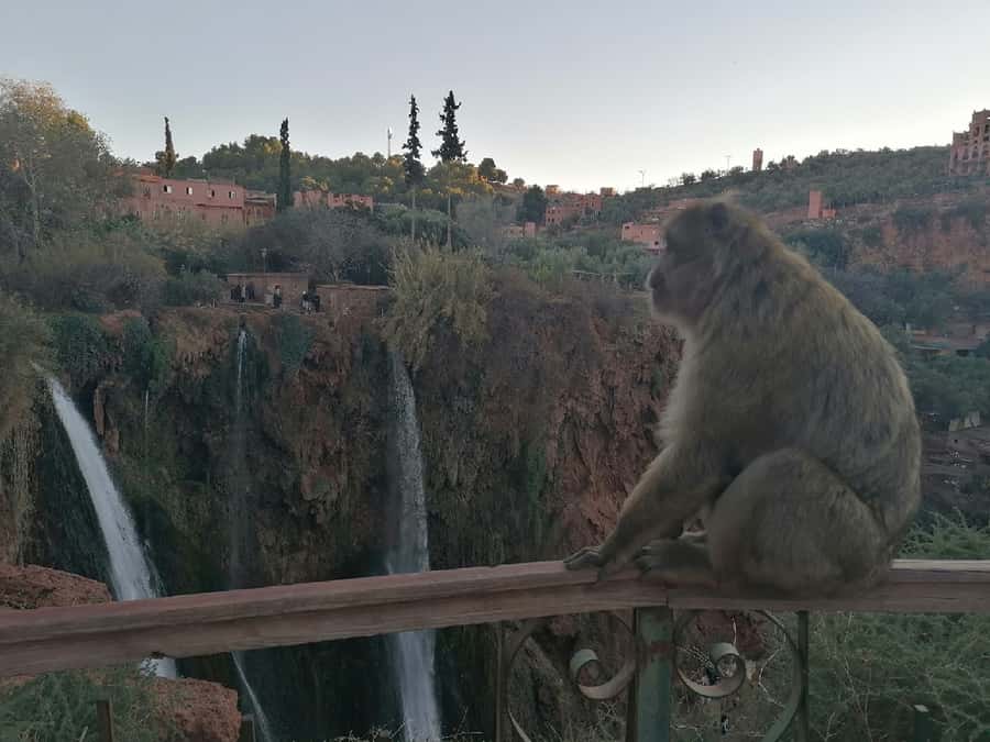 Marrakech to Ouzoud waterfalls day tour - Guide & boat ride - Berber lunch with waterfall views: what you should budget for