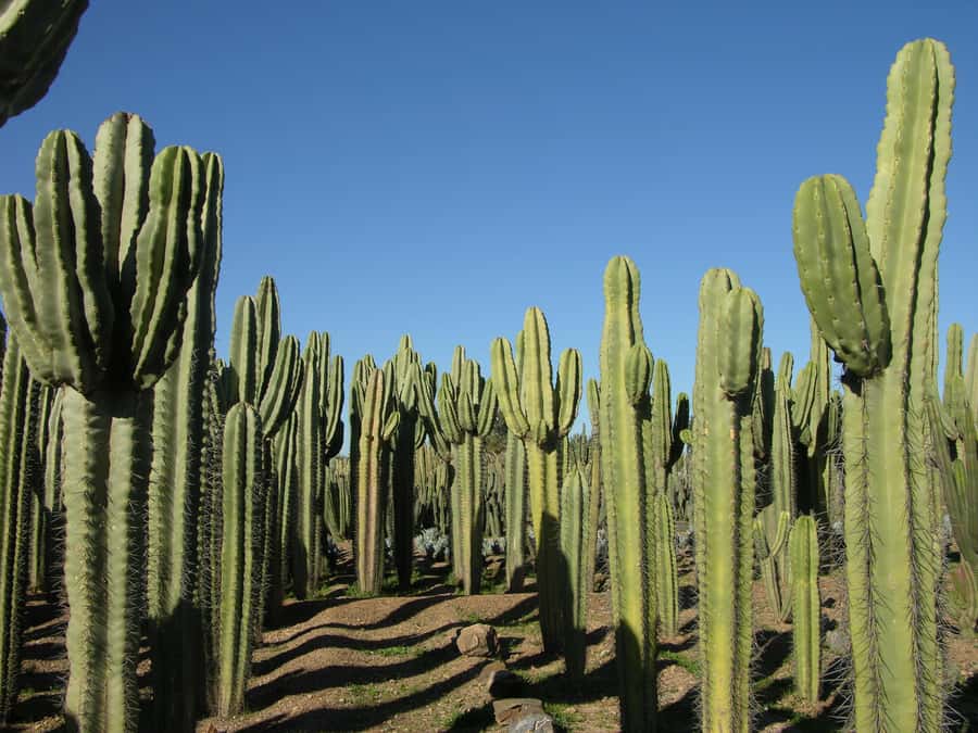 Marrakesh: Cactus Thiemann Entry Ticket - Key Things to Know Before You Go