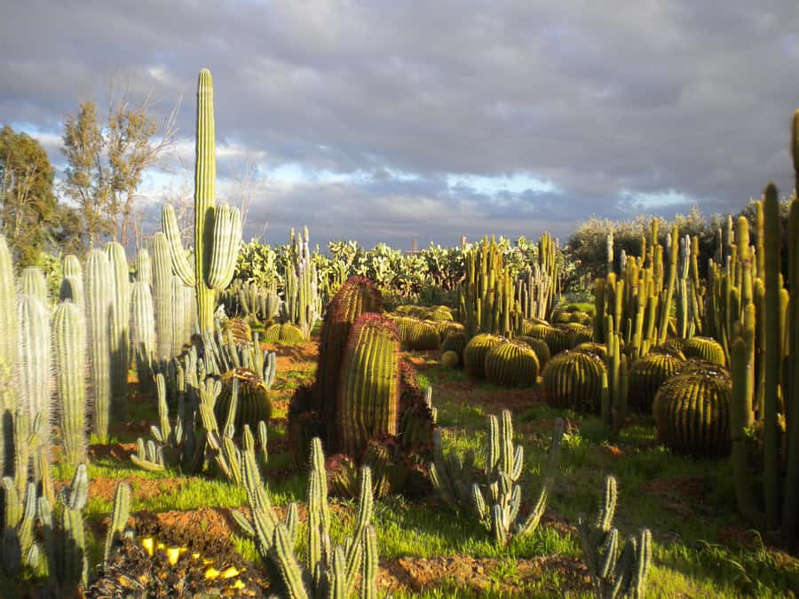 Marrakesh: Cactus Thiemann Entry Ticket - Cactus Thiemann in Marrakesh, Africa’s biggest cactus collection near the city