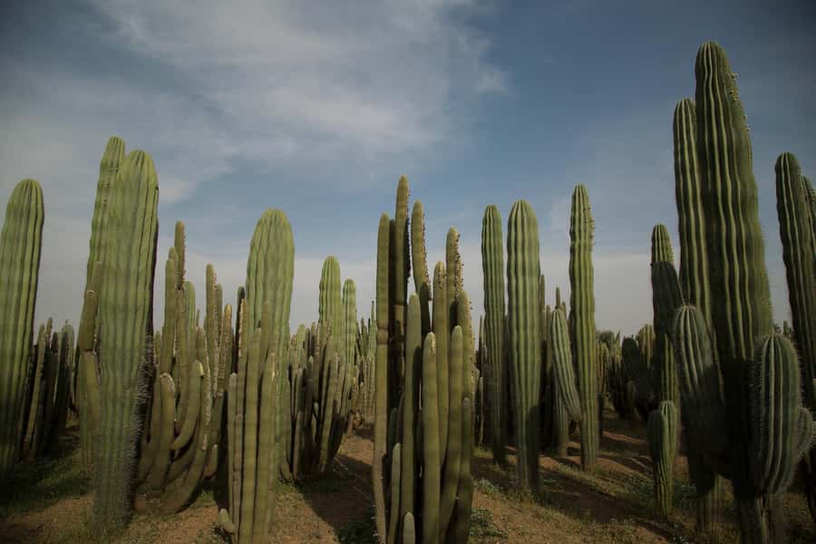 Marrakesh: Cactus Thiemann Entry Ticket - The Hans Thiemann story, built since 1964, with Jacques Majorelle in the background