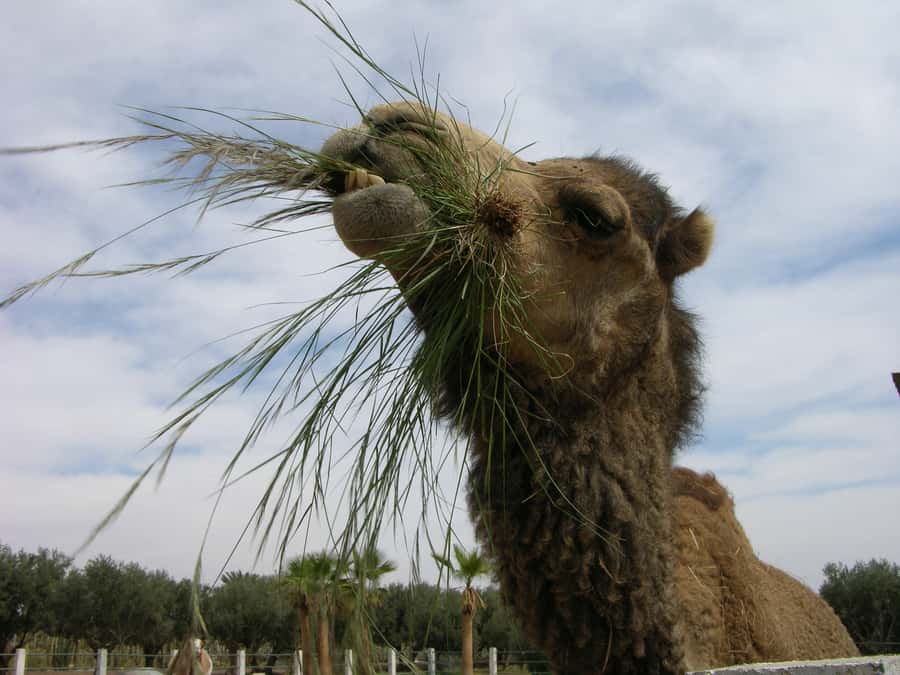 Marrakesh: Cactus Thiemann Entry Ticket - Walking the grounds, how to pace your visit for the best results
