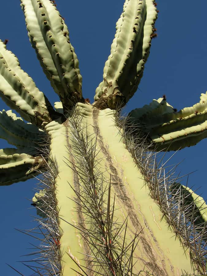 Marrakesh: Cactus Thiemann Entry Ticket - Getting there from Marrakech, Km 10 on Route de Casablanca
