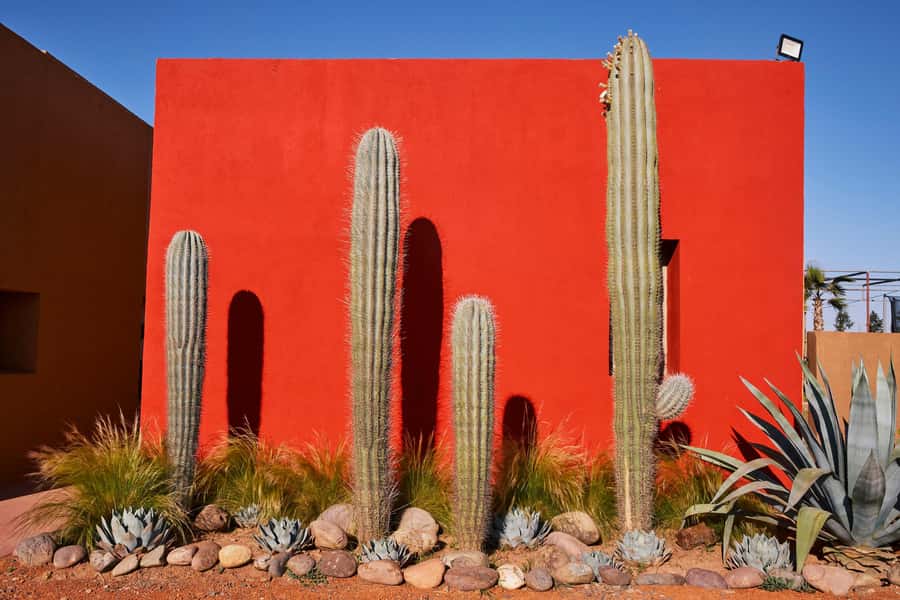 Marrakesh: Cactus Thiemann Entry Ticket - A realistic drawback to plan around