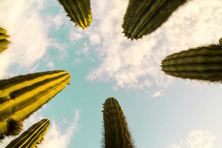 Marrakesh: Cactus Thiemann Entry Ticket - What You’ll See, 150+ species and a 9 m cactus forest