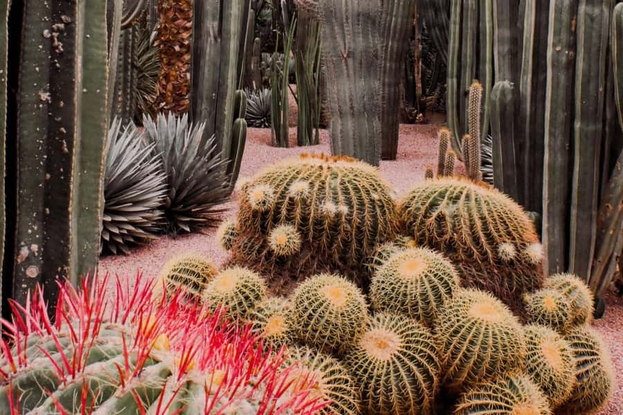 Marrakesh: Majorelle Garden Entry Tickets - The café and shop can make the ticket feel more worth it
