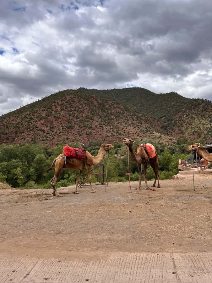 Marrakesh: Ourika Valley & Atlas Mountains Day Trip + Lunch - Setti Fatma and the Waterfalls Hike: Worth It, But Know the Trail