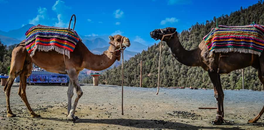 Marrakesh: Ourika Waterfalls, Atlas Mountains, Guide + Lunch - Ourika Valley Break: A Short Window to Breathe, Sniff, and Notice