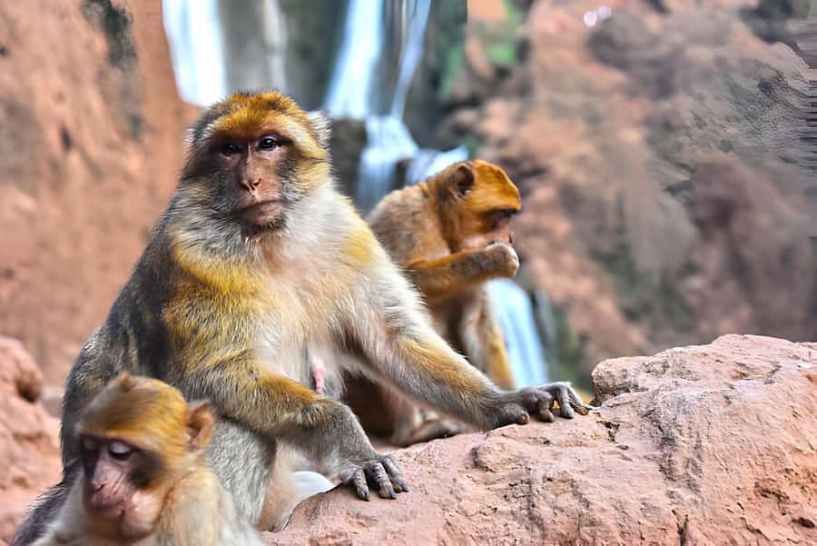 Marrakesh: Ouzoud Waterfalls Trip with Hike & Boat Option - Pickup windows, the 2.5-hour drive, and how to be ready