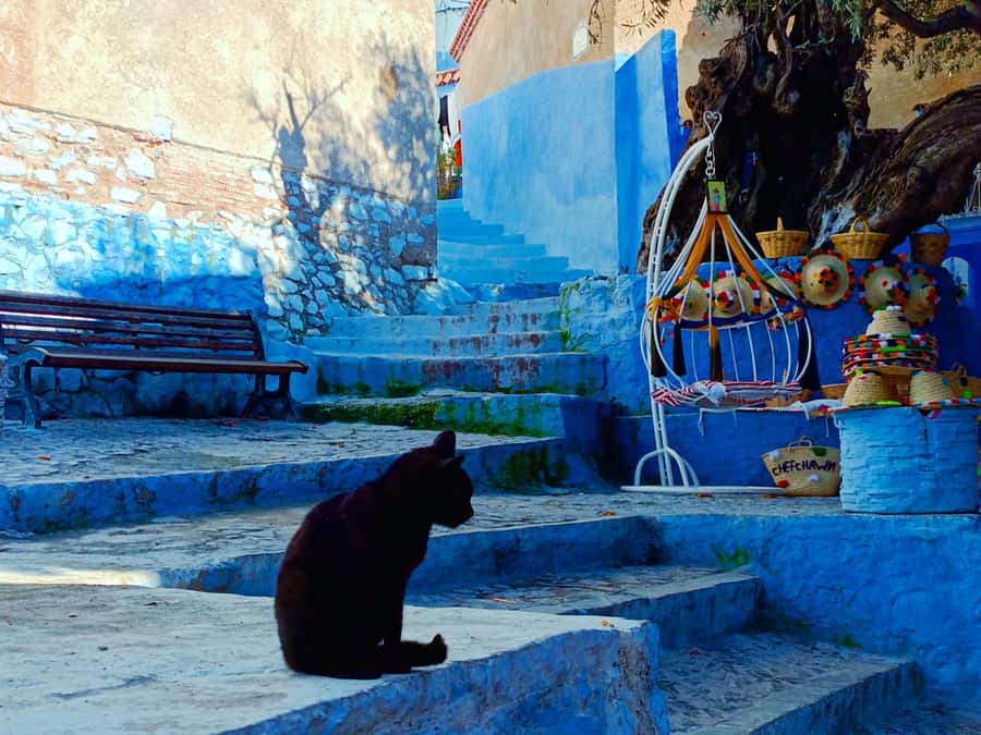 Memorable Day Trip From Fez to Chefchaouen the Blue City - What You Pay, and What You Get for About $26
