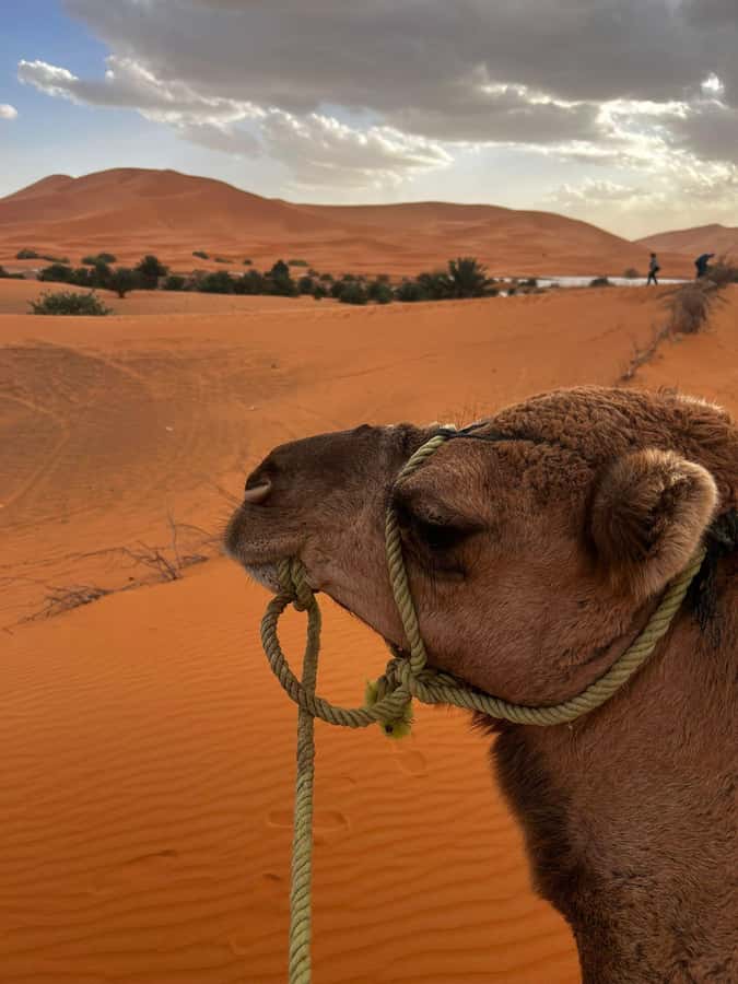 Merzouga Overnight Stay in a Berber Tent and Camel Ride - The Late-Afternoon Start: How Your Day Actually Unfolds