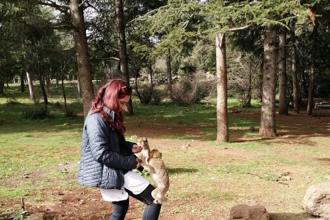 Middle Atlas Mountains, Cedar Forest and Azrou Day Trip from Fez - Ifrane: the cool European-feel city break in the mountains