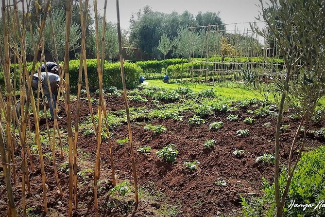 Organic Moroccan Cooking Class At Secret Berber Garden CT - The 4-Hour Flow, From Mint Tea to Your Own Feast