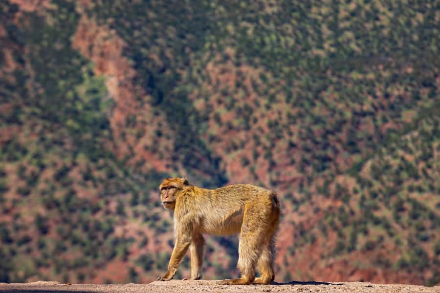 Ouzoud Waterfalls: Day Trip from Marrakech - Optional boat cruise near the base: when you want the wet, up-close version
