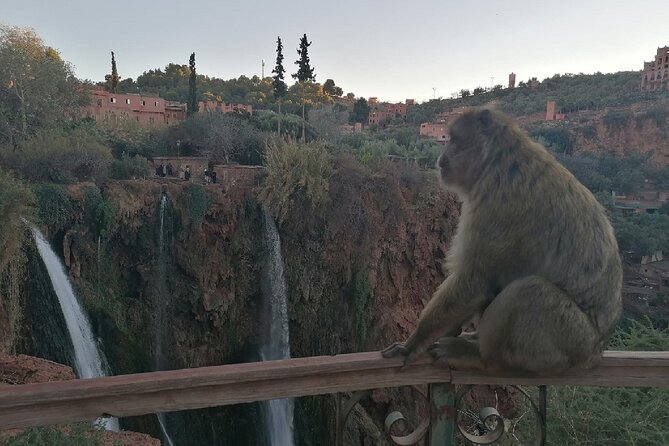 Ouzoud Waterfalls Excursions from Marrakech with boat Ride - Cascades dOuzoud: Walking Down, Seeing the Viewpoints, Watching the Monkeys