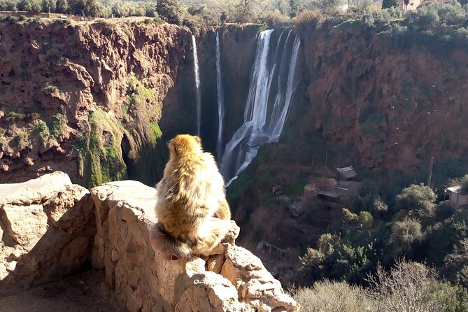 Ouzoud Waterfalls Full Day Trip From Marrakech - The Boat Ride Question: A Refreshing Add-On