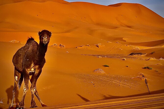 Overnight stay in desert camp & Camel trekking in the Sahara - Day 2 Morning: Sunrise Options, Shower, and the Ride Back