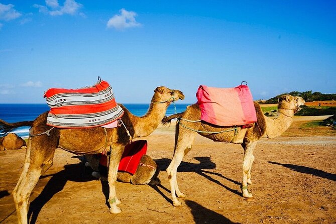 Private Above and Beyond Tour in Tangier - Musee de la Kasbah: Art and 17th Century Tangier Context