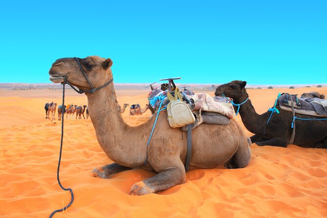 Private Driver for a full day in Marrakech - Atlas Mountains as a Day-Trip Option, With One Key Cost Check