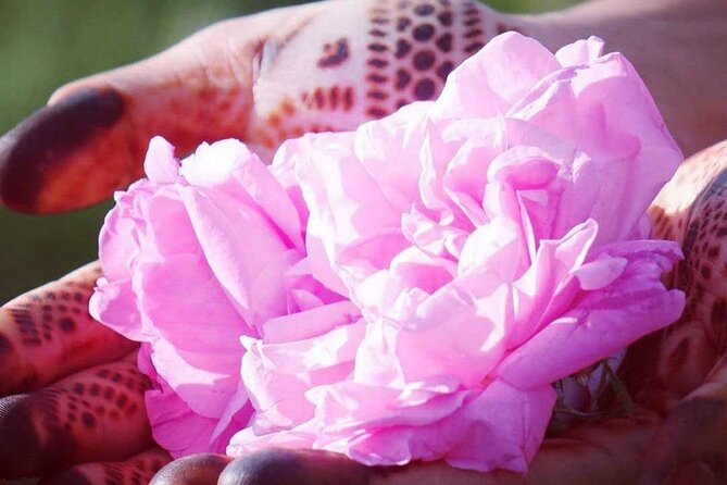 Private Excursion from Ouarzazate to Gorges Dades, Valley of Roses and Skoura - A full day of kasbah views, dam views, and gorge walking