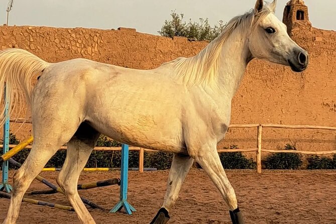 Private horseback ride in the Palmeraie of Marrakech - The 3-hour plan: where the time actually goes