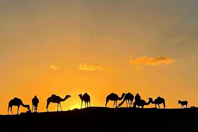 Quad Bike & Camel Ride & Dinner Show In Agafay Desert - Agafay Desert at Night, With More Than Just a Dinner